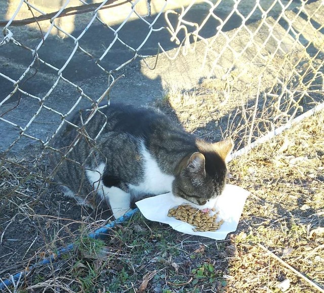 1227 猫2.jpg