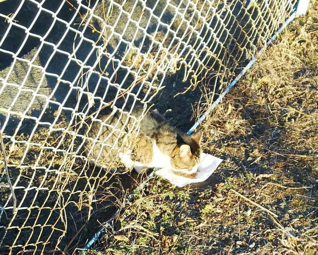 1228 猫.jpg