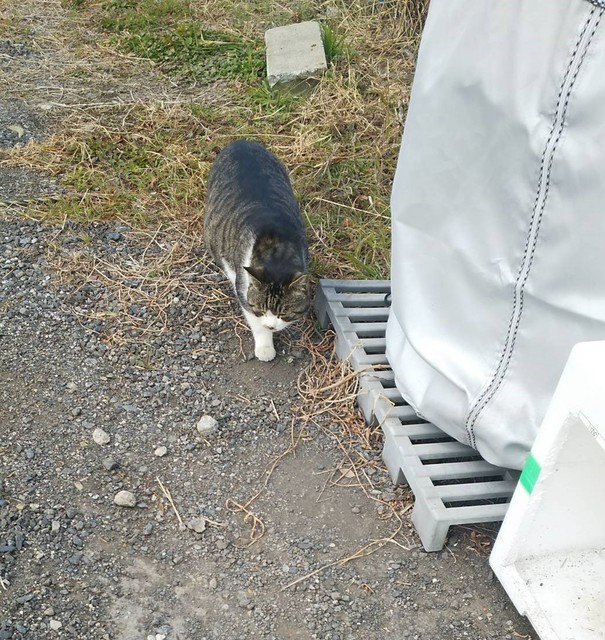 1231 朝猫.jpg