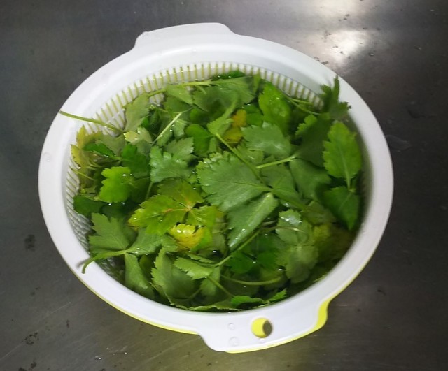 1231 三つ葉 雑煮用.jpg