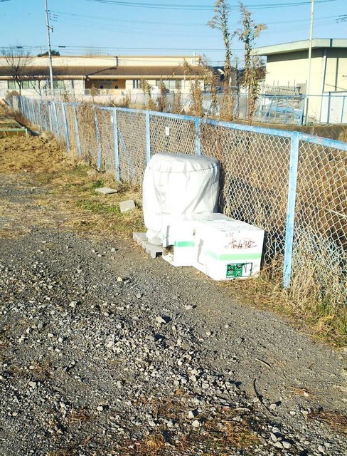 23101 猫 遠目.jpg