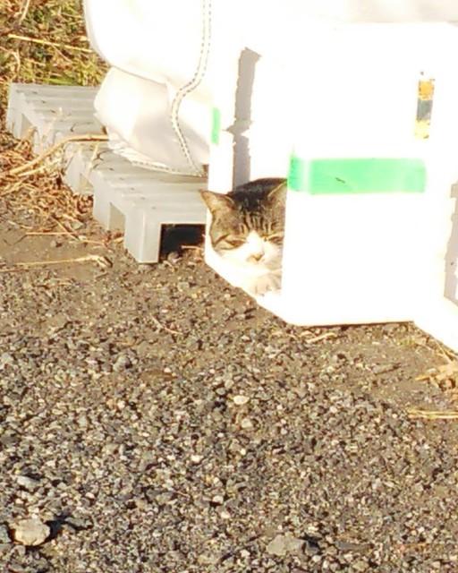 23101 猫1.jpg