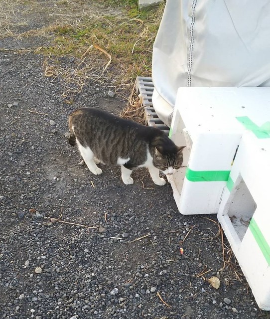 23120 夕猫.jpg