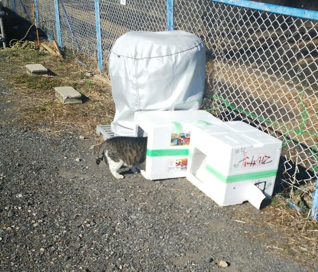 23129 朝猫2.jpg